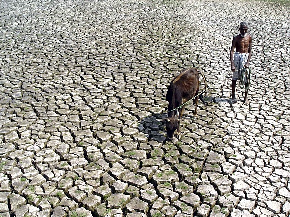 A farmer walks with his hungry cow through a parched paddy field in Agartala in this dated photograph