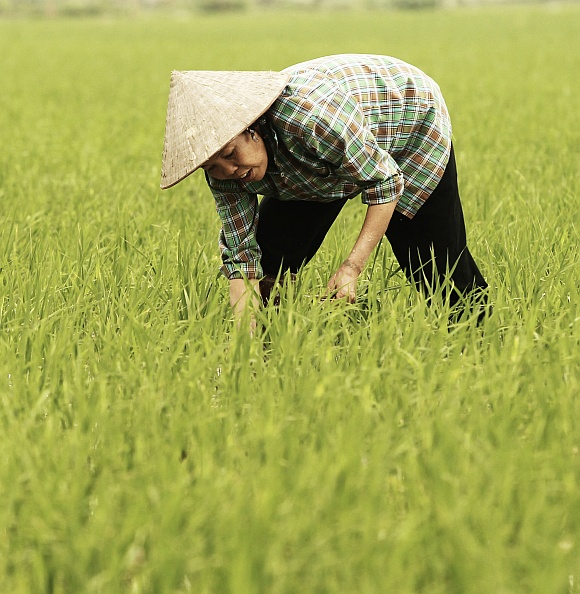 China may see a decline in rice production as a fallout