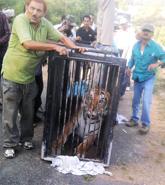 UP forest officials trap the wild cat on the lose in a forest patch near around an institute in Rehmankhera