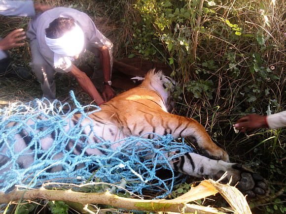 Support staff trying to cart the unconscious tiger into a cage