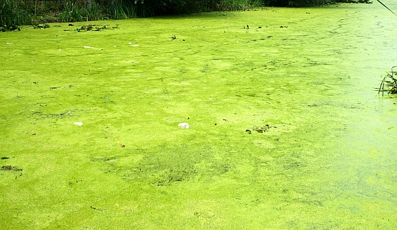 A carpet of Azolla, a deadly water fern can be seen on the surface of the lake