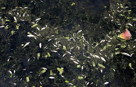 Thousands of dead fish can be seen floating in the lake