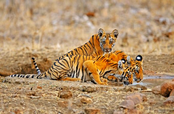 Of the 1.1 million hectares of forest at risk, over 185,000 hectares are inhabited by tigers