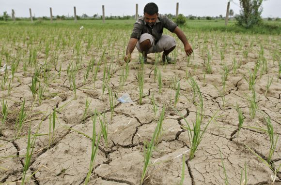 A farmer removes dried plants from his parched paddy field at a village in Gujarat
