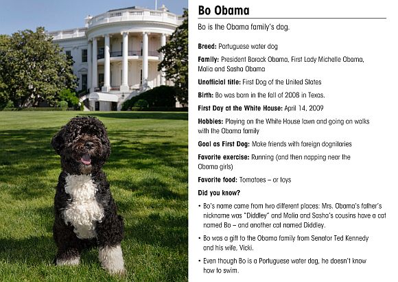 This is the official portrait of the Obama family dog