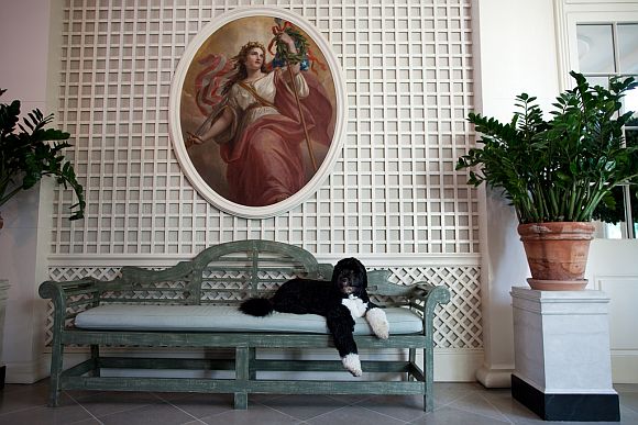 Bo, the Obama family dog, lounges in the West Garden Room of the White House