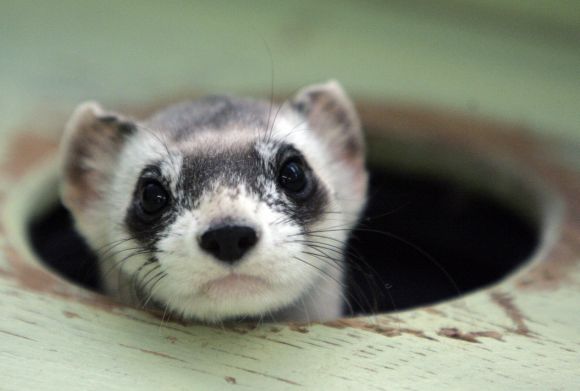 In PIX: They are cute, but endangered too