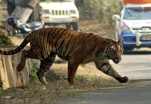A  tiger walks inside the Assam State Zoological cum Botanical Garden in Guwahati
