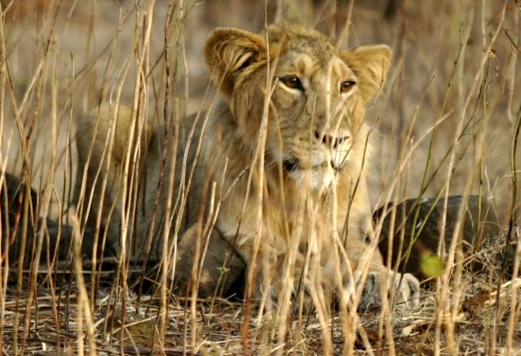 An Asiatic lion rests in Gir forest in Gujarat