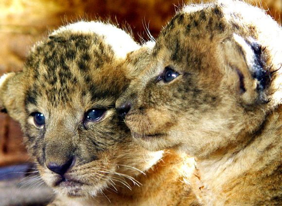 Two-week old lion cubs from Gir forests snuggle together at a zoo in Bangalore