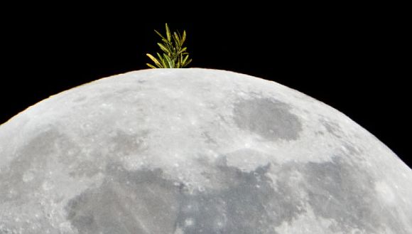 Chinese now plan to grow vegetables on Moon