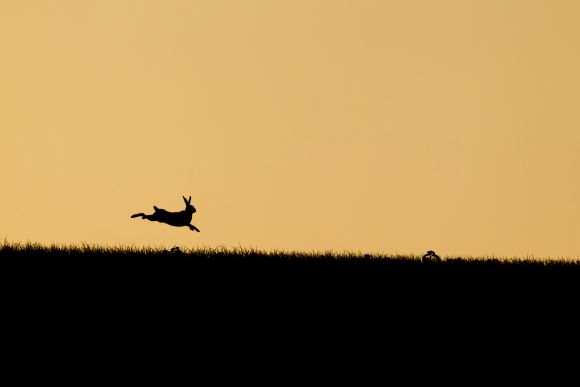 Leaping hare at sunset