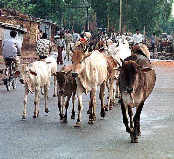 UP poll promises: Laptops, jobs, cows and Ram Mandir