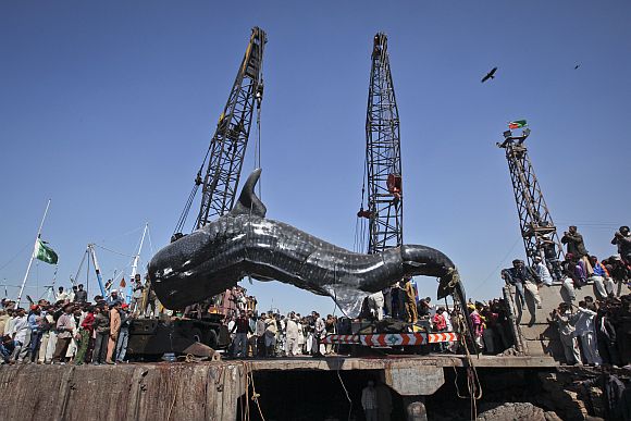 Residents gather as a whale shark is pulled from the water by cranes after it was found dead at Karachi's fish harbour