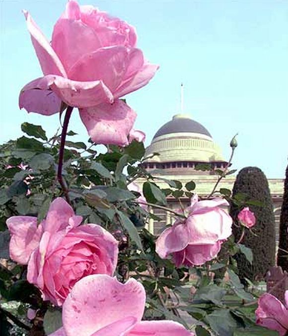 MUST SEE: President's regal garden in full bloom!