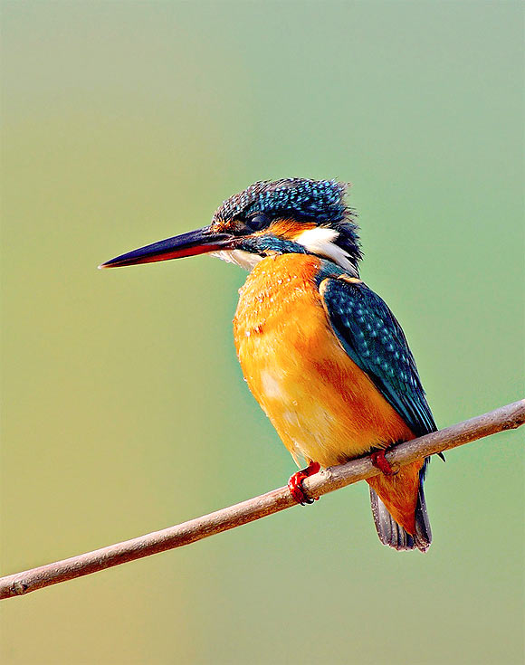 Common Kingfisher Alcedo Atthis