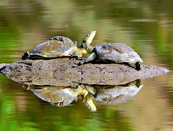 Sun bathing turtles