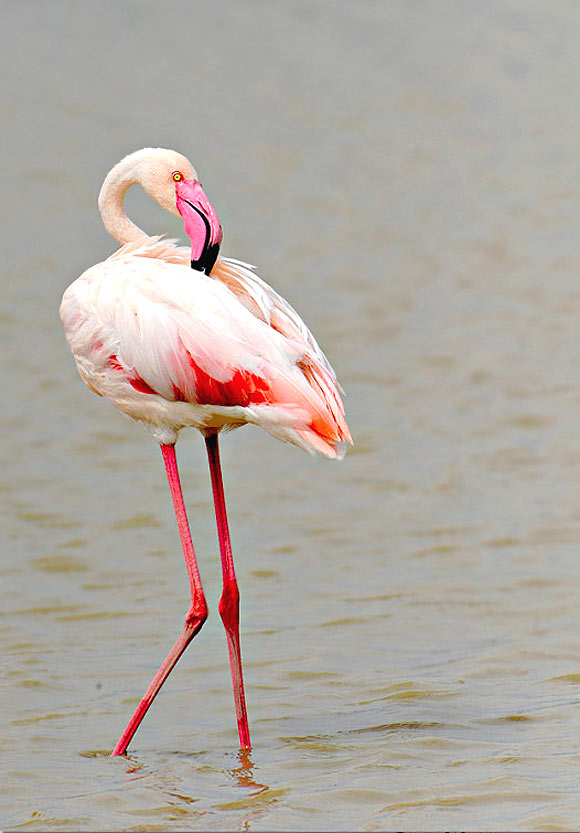 Greater Flamingo Phoenicopterus Roseus