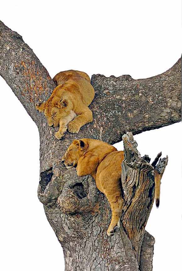 Lion cubs at Serengeti National Park