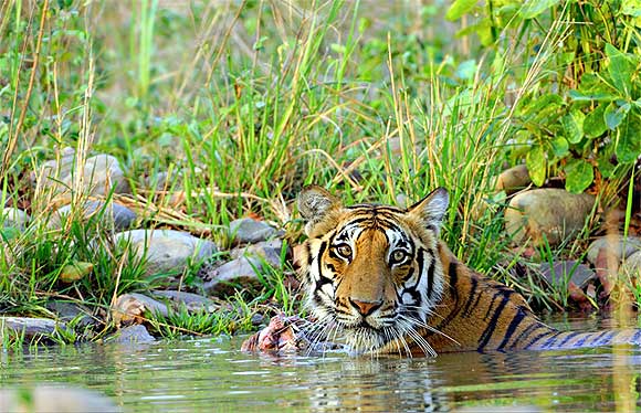 A tiger with its kill at Jim Corbett National Park