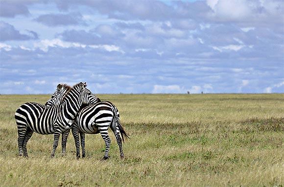 Zebras at the Serengeti National Park
