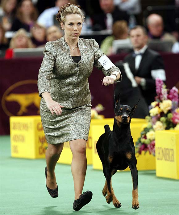 Protocol's Veni Vidi Vici, a Doberman Pinscher, is seen with his handler while winning the Working Group