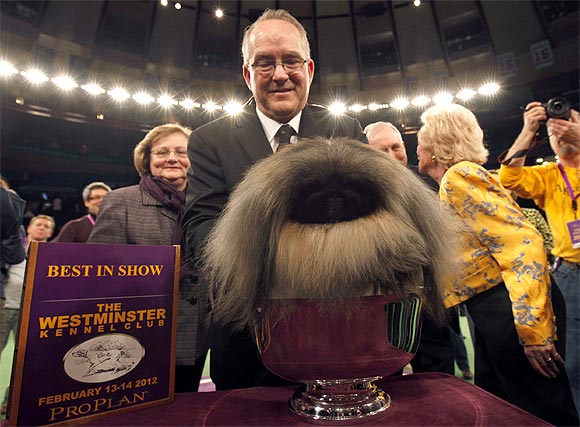 Handler David Fitzpatrick places Malachy, a Pekingese, into the silver bowl after he won Best In Show