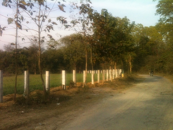 The Rehmankhera forest