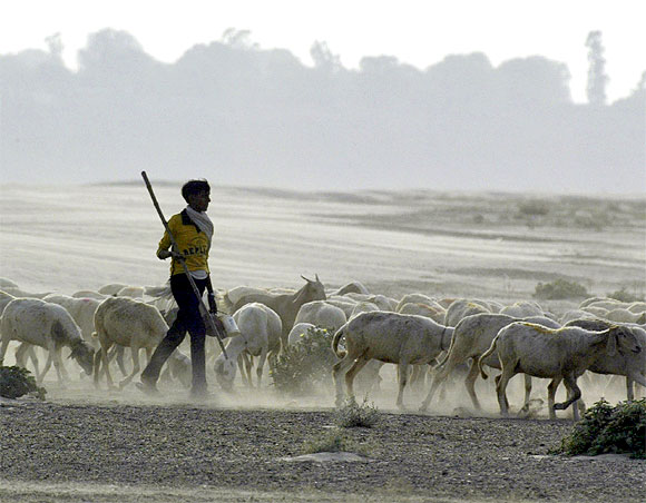 As families from Bundelkhand migrate to the cities, they leave their cattle and livestock behind