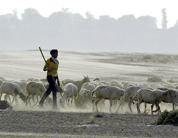 As families from Bundelkhand migrate to the cities, they leave their cattle and livestock behind