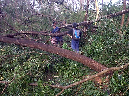Many banyan, neem and bauhinia trees were destroyed