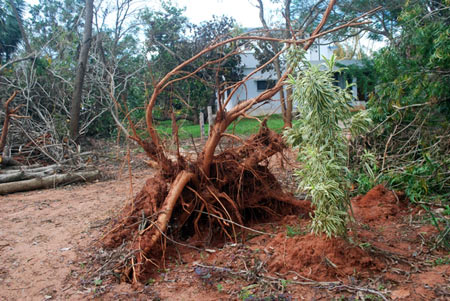 Auroville saw widespread destruction due to Cyclone Thane. Fortunately no lives were lost