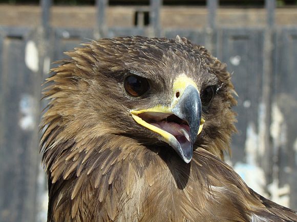 A hawk is pictured at al-Zawraa amusement park in Baghdad, in this 2009 photo
