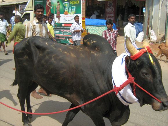 A bull being taken home after Jallikattu