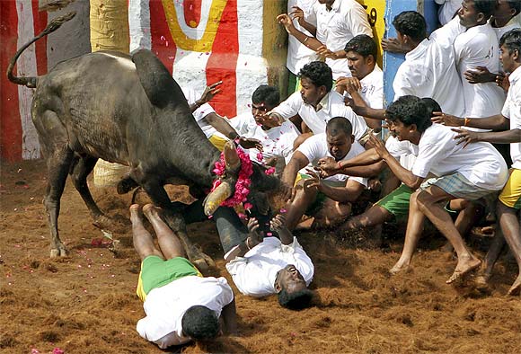 Villagers are pinned down by a bull during Jallikattu on the outskirts of Madurai