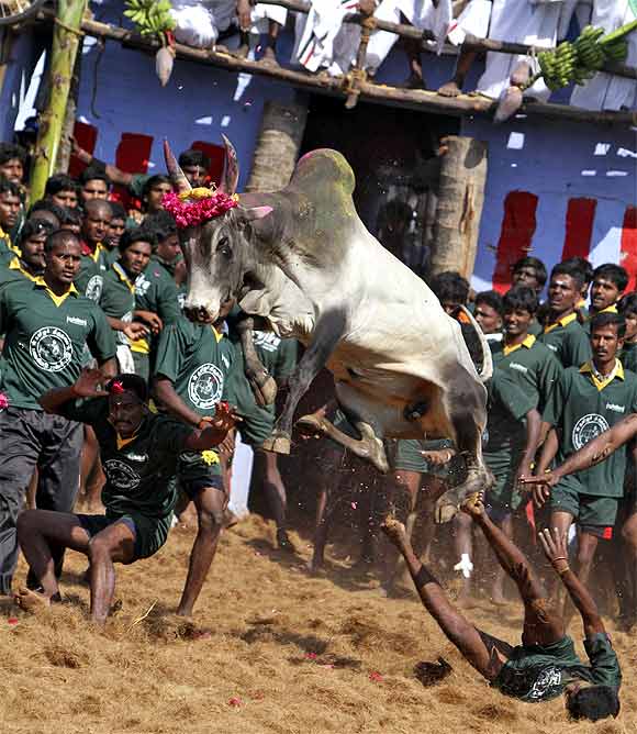 Villagers try to control a bull during Jallikattu on the outskirts of Madurai