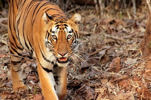 Tiger, up close