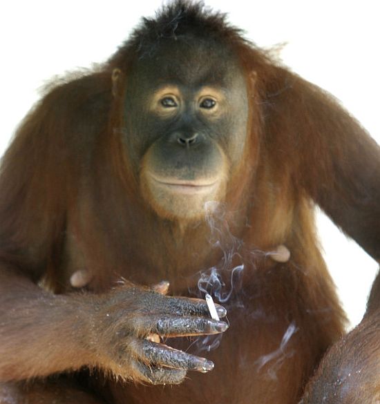 Tori, the smoking orang-utan, to kick the butt