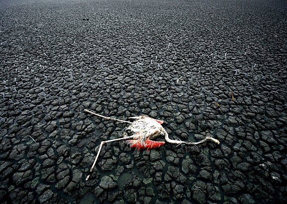 A dead flamingo lies on the dry lake Koronia some 550 km north of Athens. A dramatic drop in the lake's water level, supported by increased pollution, has created conditions which triggered epizootic outbreaks, leading to a high death rate in fish and birds in the area, local media and environment experts said