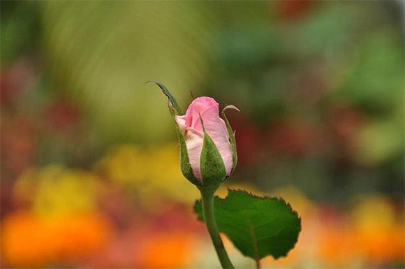 Beautiful moments captured by Rediff Readers