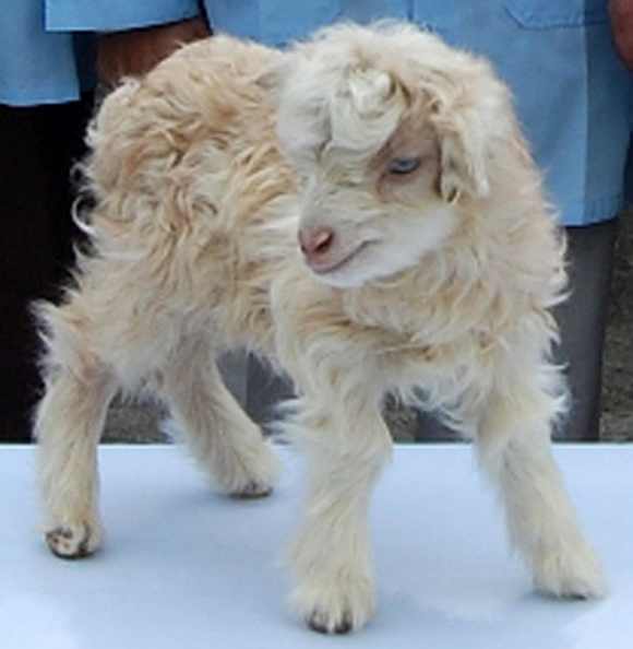 Kashmir scientists successfully cloned the world's first pashmina goat