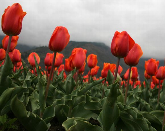 PHOTOS: A flowery delight at Srinagar tulip garden