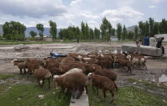 A boy guides his sheep past the demolished site of a compound of Osama bin Laden