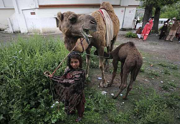 A girl takes care of her pet camels while travelling with her family in Abbottabad