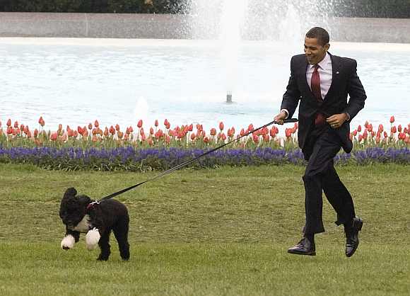 Obama plasy with the first family's dog, Bo, at the White House