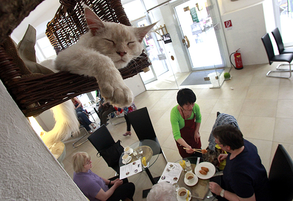 First Oz cat cafe, 'super cool bra' and more