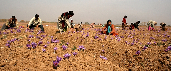 World's COSTLIEST spice blooms in Kashmir