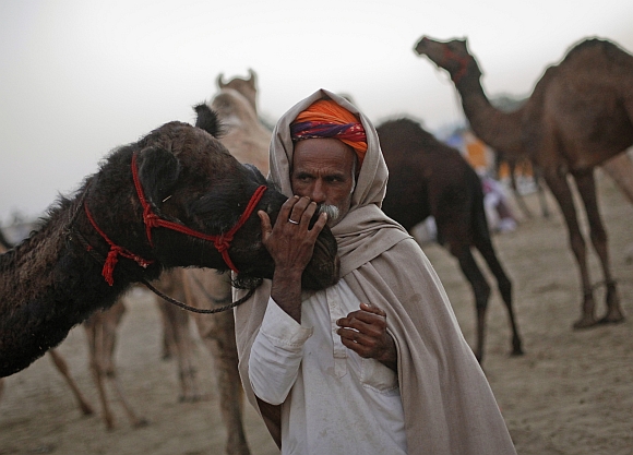 World's LARGEST camel fair in Pushkar