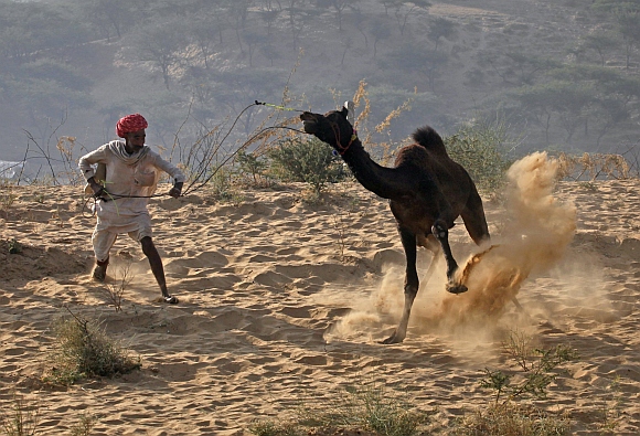 IN PICS: World's LARGEST camel fair in Pushkar