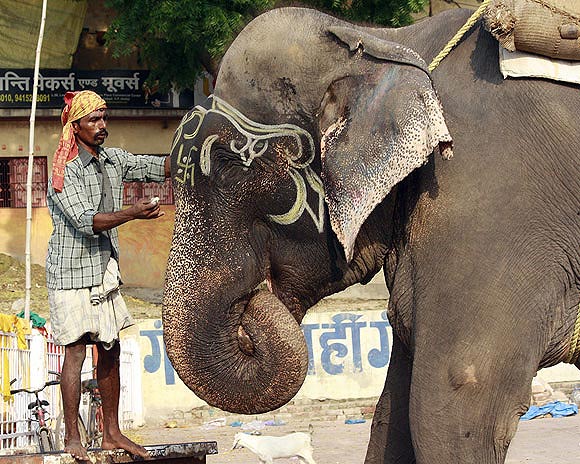 Raju the elephant, gets his make-up done before setting out for the day